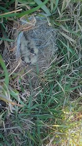 Skylark took poop from nest and babies want to eat it | Natural Bird Check