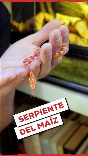 Everything You Need to Know About the Corn Snake! 🐍#Reptile #Snakes #CornSnakes #Pet