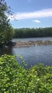 How do bats hydrate? On the fly! Thanks to one of our DEEP Wildlife Division biologists for capturing this great video of a big brown bat drinking water. Please note: seeing a bat during the day does not always mean that it is sick or rabid. This is normal behavior for a thirsty bat! Learn more about Connecticut's bats at https://portal.ct.gov/DEEP/Wildlife/Fact-Sheets/Bats | Connecticut Fish and Wildlife