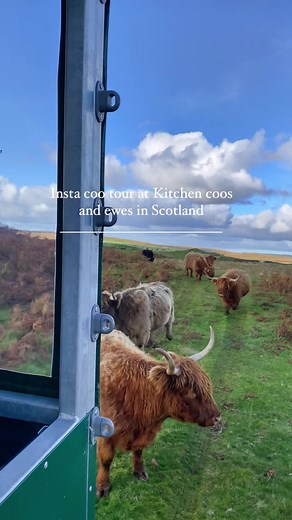 Want to see cows up close without scaring them.. get yourself on a tour at @kitchen_coos_and_ewes , genuinely two of the kindest souls we’ve ever came across and their cows were just beautiful 🤍✨🫶🏽 #visitscotland #scotlandtiktok #scotlandtravel #scotlandexplore #highlandcows #highlandcowsoftiktok #highlandcowlove #scottishtiktok #scotlandforever #scotlandexplorer #thingstodoscotland #DidYouYawn #gemsadventures #fyp