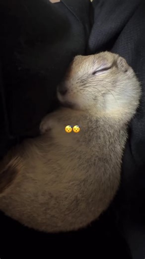 Uni so sleepy 😴 #prairiedog #richardsongroundsquirrel #groundsquirrel #squirrels credits - @うに🐿️ Uni 💕