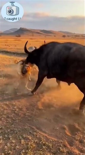 The Wolves Keep Attacking…Can the Buffalo Survive This? 🐺🐃❓