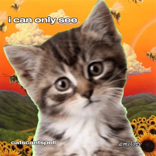 Tyler the Creator Cat Collab with Molo2v | Goofy Silly Cat Video