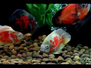 Colourful, Vibrant Oscar Fish (Astronotus ocellatus)