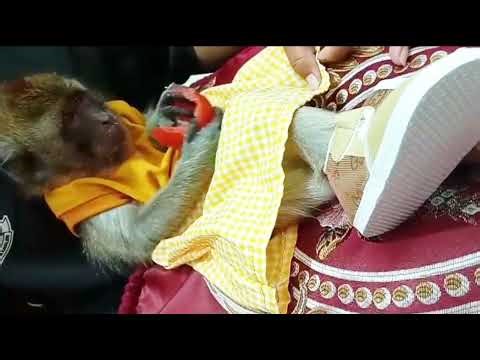 Bos kecil sedang makan buah
