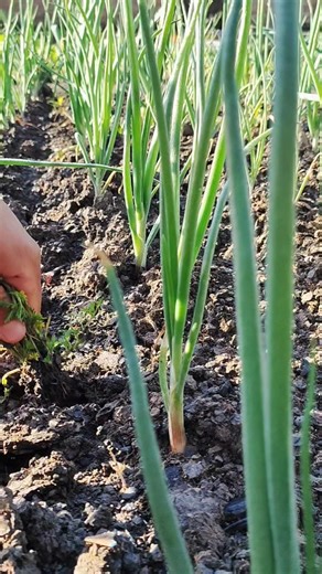 onions weeding #farming #shorts #satisfying #asmr #garden