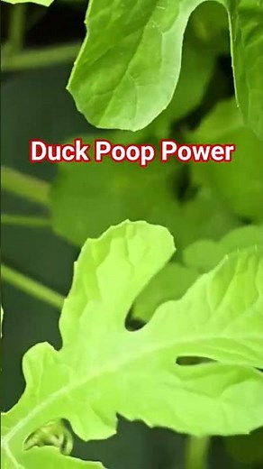 The Power of Duck Poop fertilizer #duck #whattheduck #duckeggs