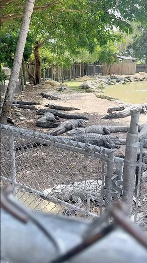 🐊 Giant Alligators at Everglades Alligator Farm￼