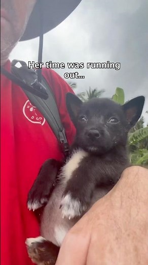 This tiny puppy has been abandoned on the streets all alone 💔😔 meet Mini #dogrescue