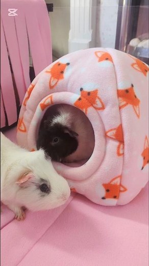 Foxy Makeover: Guinea Pigs' Pink Paradise Unveiled! 🐾🦊