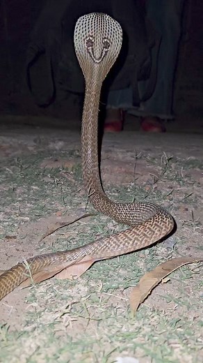 41K views · 714 reactions | Baby cobra attack | Snake in the village | Facebook