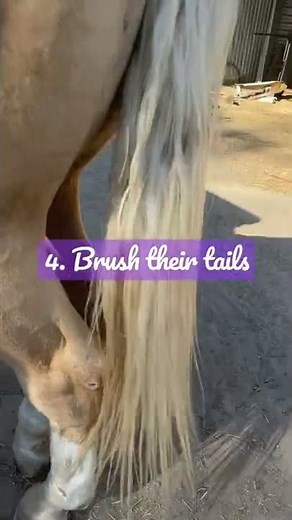 Things to do with your horses when your bored, besides riding