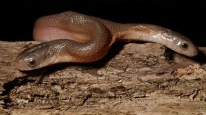 Two Headed-Snake: बगीचे में रेंगता दिखा दो सिर वाला दुर्लभ सांप, वायरल तस्वीरें देख हो जाएंगे हैरान | 👍 LatestLY हिन्दी