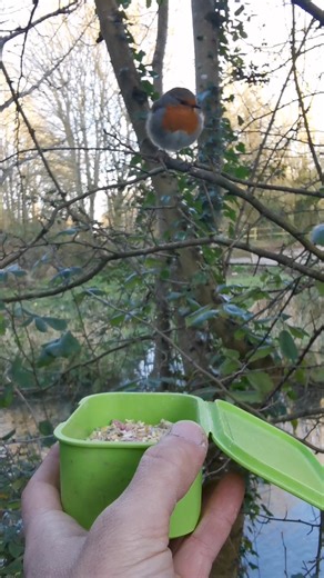 23K views · 1.6K reactions | A friendly little Robin Red Breast 李 #nature #wildlife #birds | The Robin Whisperer | Facebook