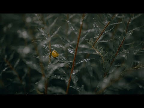 Fall as sleep rain on | Studying White Noise | Focus on Homework | 3 Hours Study Sound