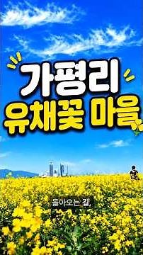 양양군 가평리 유채꽃밭, 노란 꽃길에서 만난 5월 여행 #일상을여행처럼마인드코치빅맘 #여행작가오승하 #양양여행