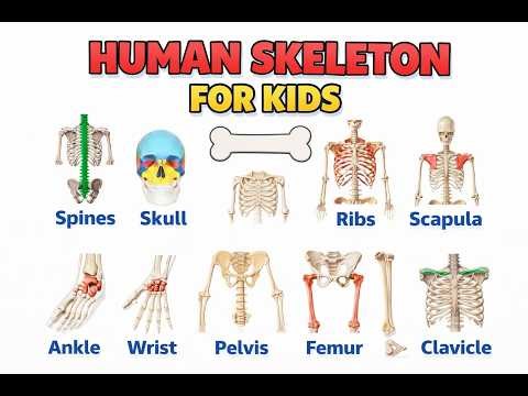 Human Skeleton for Kids 💀 | Body Bones Names | Fun Science Learning #humanskeleton #human #bodyparts