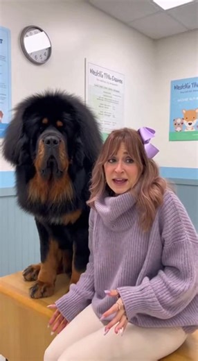 1.3K views | Karen insisting her giant dog deserves VIP treatment everywhere because he’s basically royalty in her mind  Drop an emoji if you know this vibe #DogMomDrama #KarenChronicles #GiantDogLife #FunnyDogContent #ReelHumor | Paws A Karen | Facebook