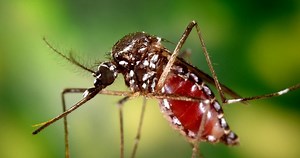 Evropa čelí nebezpečnému problému: Invaze infikovaných komárů! Šíří tropické nemoci