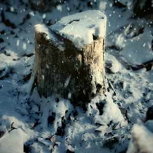 Tree Stump - Wes McDermott