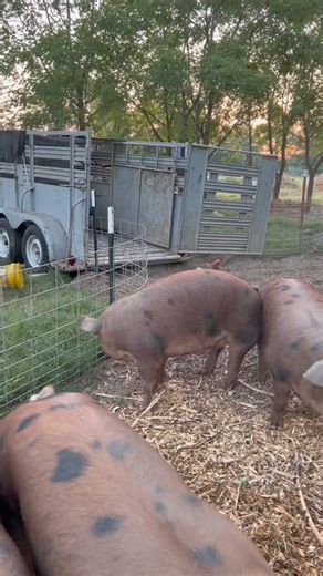 5.4K views · 121 reactions | This is how we load up our pigs! They are trailer trained and fed in the trailer for a week or 2 before they head to processing! Makes it so much easier & faster to get them loaded and on the road! #pigfarm #trailer #smallfarm #pork #bacon #ham #shoplocal #homesteader #farmtotable #farmstead #farmforprofit | Farm Life | Facebook
