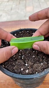 Did you know roses don’t grow from a flower bud? To propagate roses, you need a stem from a flowering plant! Remove the leaves, ensure it has a bud or node, and use aloe vera or garlic as a natural disinfectant. Plant it correctly, water for two weeks, and watch it grow roots! #GardeningTips #RosePropagation #PlantLovers #GardeningHacks #GrowYourOwn #HomesteadGardening #FlowerGarden #PlantPropagation #DIYGardening #GreenThumb | MY OWN Garden