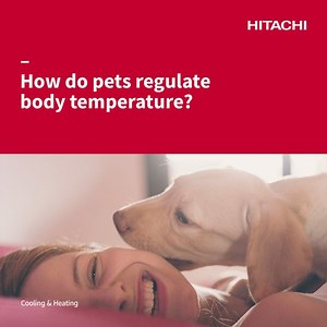 8.5K reactions · 19 shares | What would we do without our pets? Just like for us humans, heating and cooling are essential for keeping our animal friends happy and healthy. Did you know that animals use thermoregulation to adapt to different environments? In fact, their bodies are experts at developing ways to stay the right temperature. For detailed information on how to best care for your pets, always consult a veterinarian. #HitachiAC | Hitachi Cooling & Heating Global | Facebook