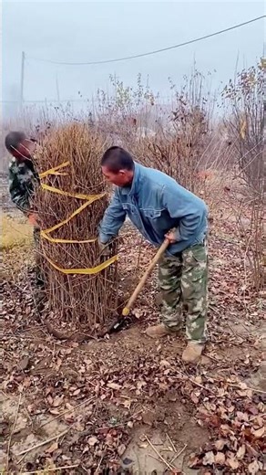 Root Ball Digging Method for Forsythia Trees