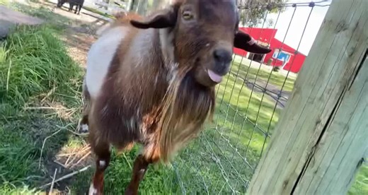 Funny Mini Goat Screaming for Help While Eating Raspberries!