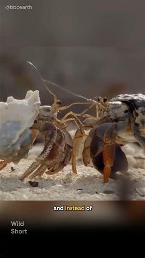 Hermit Crabs Form a Line to Swap Shells #nature #wildlife #shorts