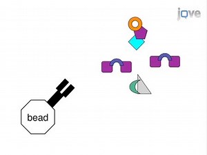 IP-FCM: Immunoprecipitation Detected by Flow Cytometry