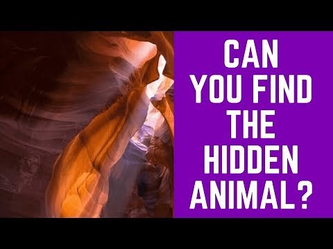 Hidden Animals Picture Puzzles