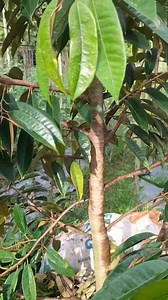 582 reactions · 13 comments | Cara Pruning durian ! | Firdaus | Facebook