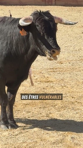 La condition animale au programme des BTS ?