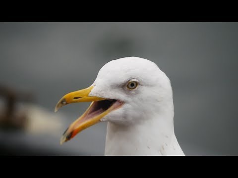 seagull sound 2017 🐦 in UHD / 4K 🐦 by ani male