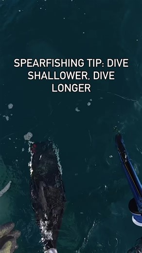 A lot of people think that when you are Spearfishing, the deeper you dive directly relates to the quality of fish that you will see. This is true in some cases, but not most. Especially in areas that are pressured, spending more time on the bottom in shallow spots is going to produce better fish than if you just dive deep. You are, in the United States, competing with scuba guys as well who have no real depth limits, so it’s much more useful, in my opinion, to dive shallow and let the fish get a