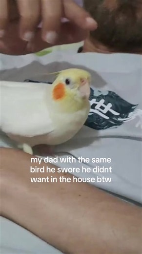 this is so freakinh cute #cute #bird #cockatiel #love #pet | bird
