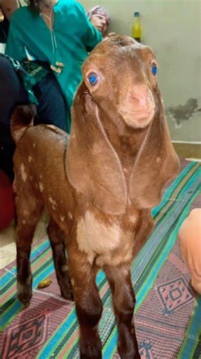 cute goat sound | cute goat baby | goat sound | goat video | cute goat funny video | #shorts​