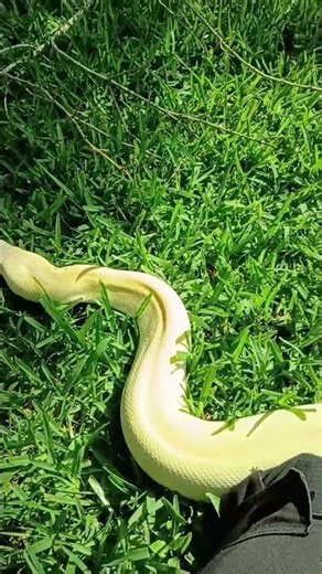 Burmese python tips handling outside #reptiles
