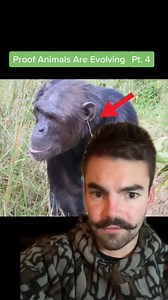 Stray dogs in Russia do WHAT to get food! #nature #shorts | Con Spiracy