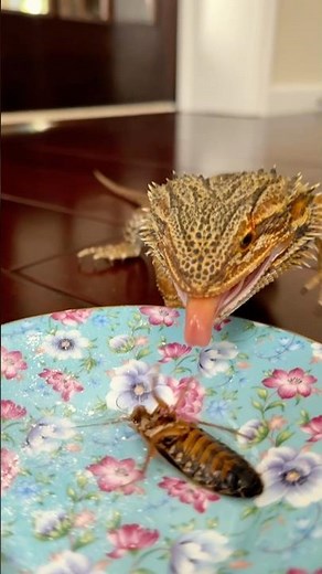 Bearded Dragon Eating 🦎 Beardie Feeding Behavior & Reactions