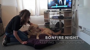 The sudden bangs and flashing lights of fireworks on and around Bonfire Night can be a frightening experience for many pups and dogs, however there are things you can do to minimise stress. Watch some of our top tips for keeping your dog calm with Elly and dog in training Ned: https://buff.ly/2kYbNTl | Dogs for Good - UK