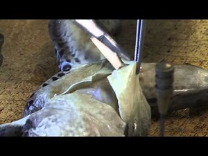 Frog Dissection - Part 2 - Exposing the internal structures of the frog