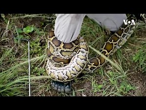 Florida Python Challenge ...