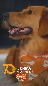 902 reactions | Good chewing habits are forever! 李 Our chew toys are there for your dog as they grow from a puppy to your forever friend. Here’s to 70 years of chew happiness! #Nylabone #dogchewtoys #dogsofinstagram #dogvideos #dogstagram #doglove #dogtoys | Nylabone | Facebook