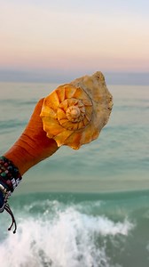It’s been a loooooong time since I found something this size🌴🌴s~💓 * * * #longboatkey | Follow Me To Longboat Key