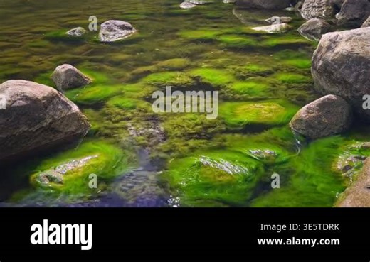 Vibrant green algae blooms floating in shallow Baltic Sea coastal waters near rocks. Ecological crisis, water pollution and climate change impact on marine ecosystem concept in bright daylight Stock Video Footage - Alamy