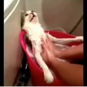 28K views · 408 reactions | Credit: https://youtu.be/xA5uk7dSwJs | Kermit de la Frog: The Mean Green Meme Machine | Facebook