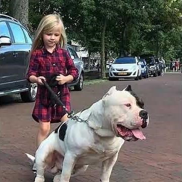 American Bully xl