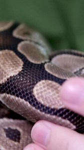 spotted snake royal python sticks out its tongue and crawls gracefully down the green hill. The snake curled up in a ball slowly lowers its head down.